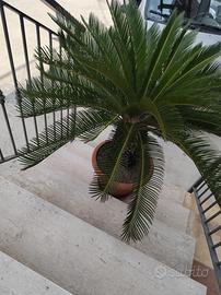 Cycas 