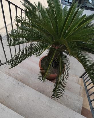 Cycas 