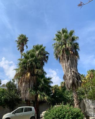 Palme