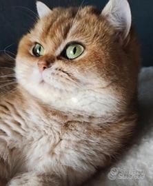 British shorthair