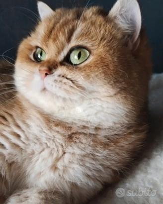 British shorthair