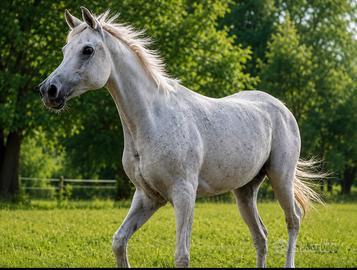 Mezza fida cavallo purosangue arabo