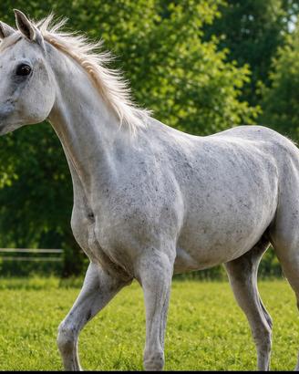 Mezza fida cavallo purosangue arabo