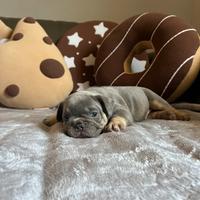 Cuccioli di bulldog francese lilac tan