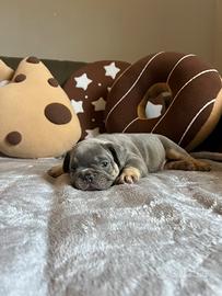 Cuccioli di bulldog francese lilac tan