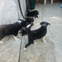 Cuccioli border collie