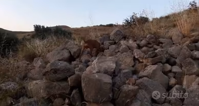 Cirneco dell' Etna