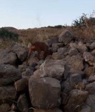 Cirneco dell' Etna