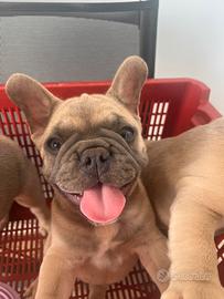 Bulldog francese