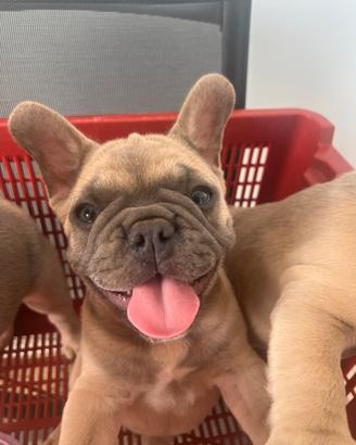 Bulldog francese