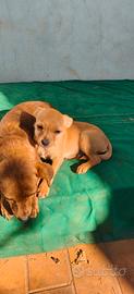 cuccioli cane piccola taglia cagnolini meticci 
