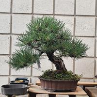 Pino nero bonsai
