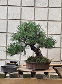 Pino nero bonsai