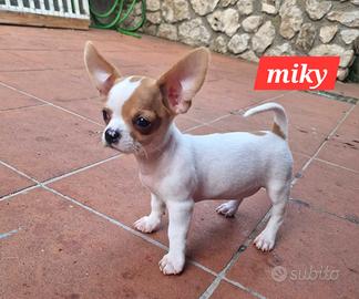 miky bel cucciolo di chihuahua