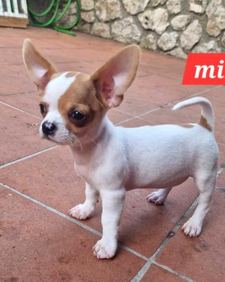 miky bel cucciolo di chihuahua