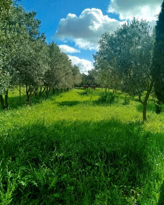 piante di ulivo. 