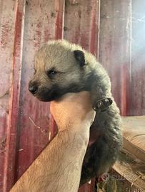 Cane lupo cecoslovacco