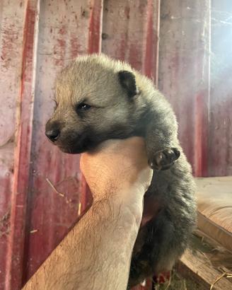 Cane lupo cecoslovacco