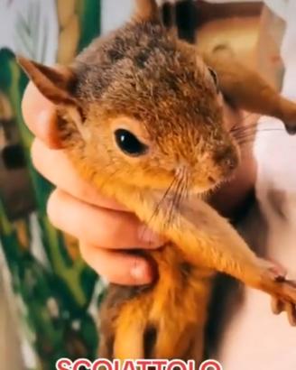 Scoiattolo del Caucaso Docili