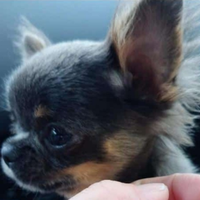 Chihuahua blue tricolore a pelo lungo con pedigree