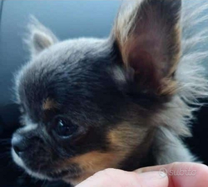 Chihuahua blue tricolore a pelo lungo con pedigree