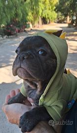 Bulldog francese maschio