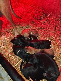 Cuccioli segugio italiano