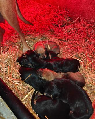 Cuccioli segugio italiano