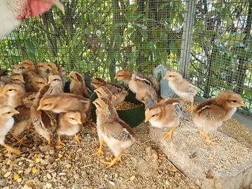 Pulcini livornese collo oro da prenotare