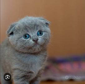 Gattini Scottish fold e straight