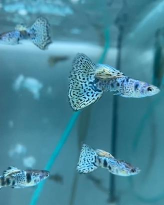 Guppy