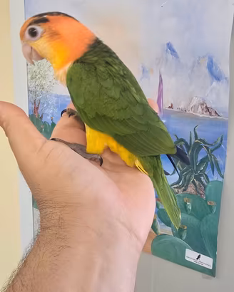 Caicco testa gialla allevati a mano addomesticati