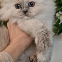 Gattina persiana point