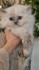 Gattina persiana point