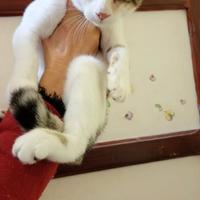 Gattino brandy 4 mesi