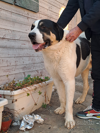 Pastore Asia centrale alabai 3