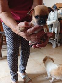 Cuccioli di taglia piccola