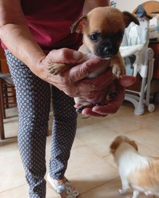 Cuccioli di taglia piccola