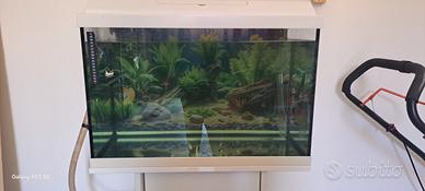 acquario 