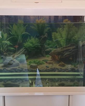 acquario 