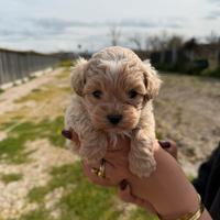 Maltipoo mini toy