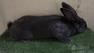 Conigli di razza in purezza