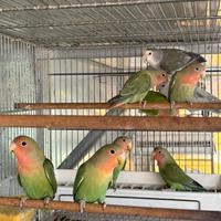 Pappagalli inseparabili roseicollis