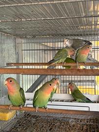 Pappagalli inseparabili roseicollis