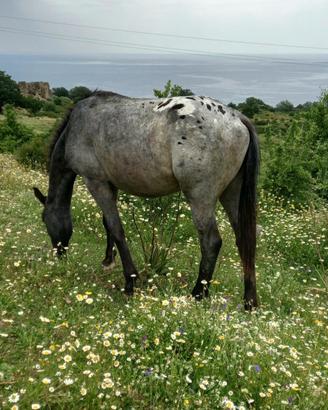 Cavallo puledro appaloosa