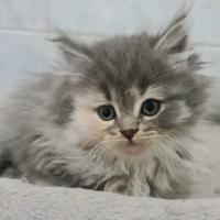 Gattina razza SIBERIANA