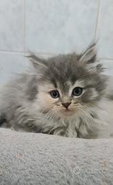 Gattina razza SIBERIANA