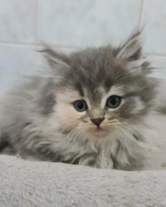 Gattina razza SIBERIANA