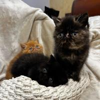 Gattini persiani purissimi ipertipici