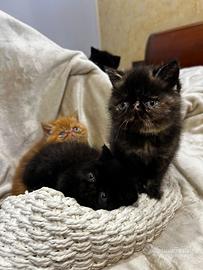 Gattini persiani purissimi ipertipici